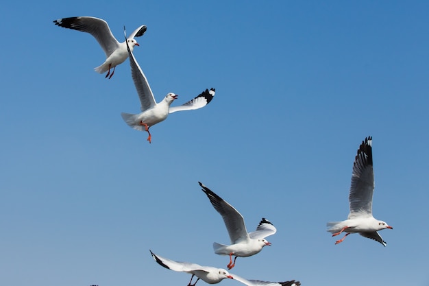 gaivotas voando em ação em Bangpoo Tailândia