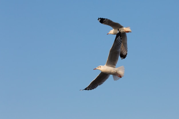 gaivotas voando em ação em Bangpoo Tailândia