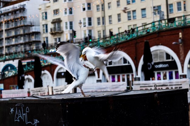 Foto gaivotas voando na cidade