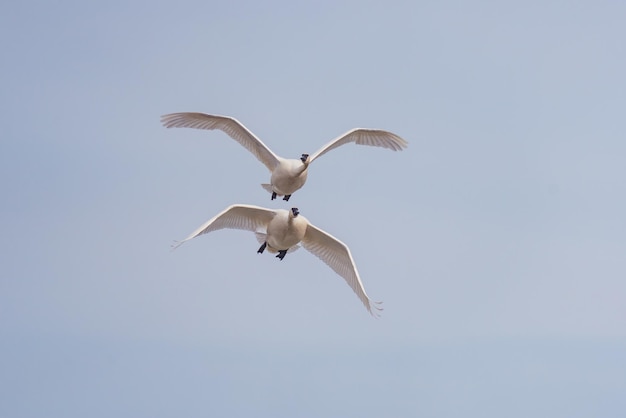 Gaivotas voando no céu à noite