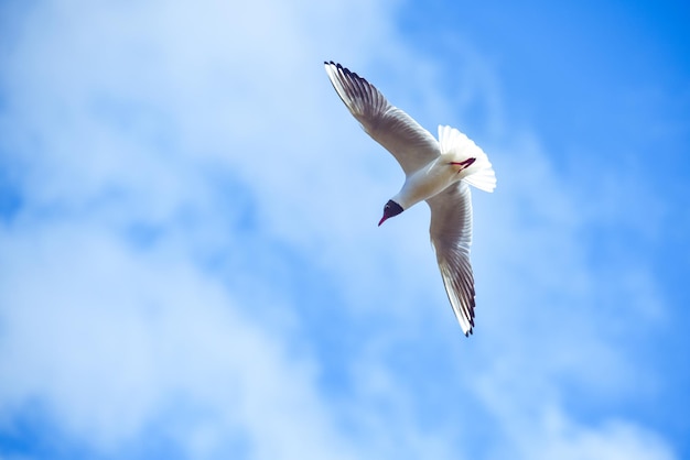 Gaivotas voando no céu azul com nuvens brancas