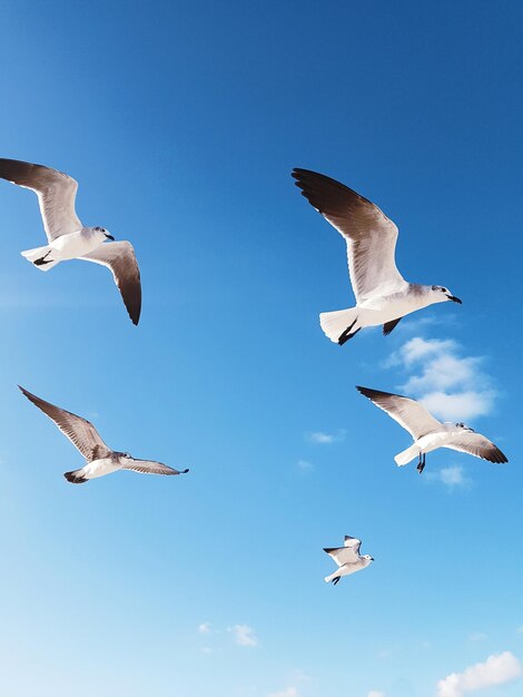 Gaivotas voando no céu azul num dia ensolarado