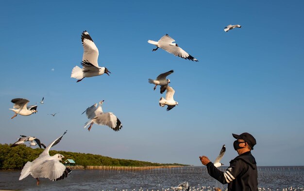 Gaivotas voando no céu perseguindo comida que um turista vem se alimentar deles em bangpu