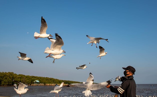 Foto gaivotas voando no céu perseguindo comida que um turista vem se alimentar deles em bangpu