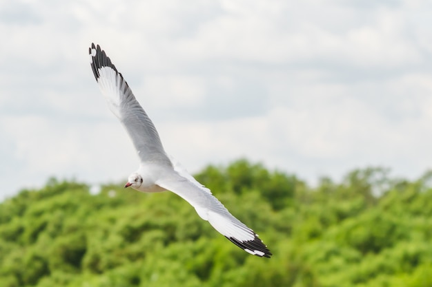 Gaivotas voando no céu