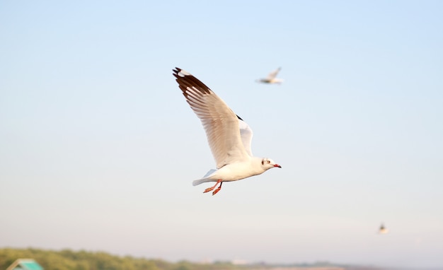 Gaivotas voando no céu.