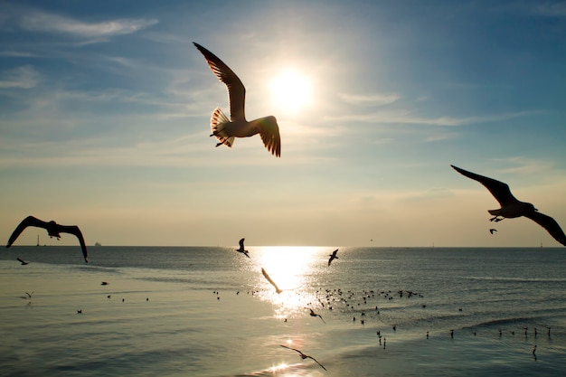 Gaivotas voando no mar o pôr do sol de noite