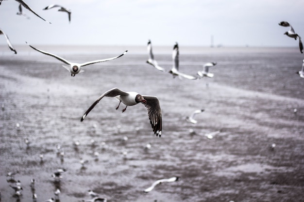 Foto gaivotas voando no mar.