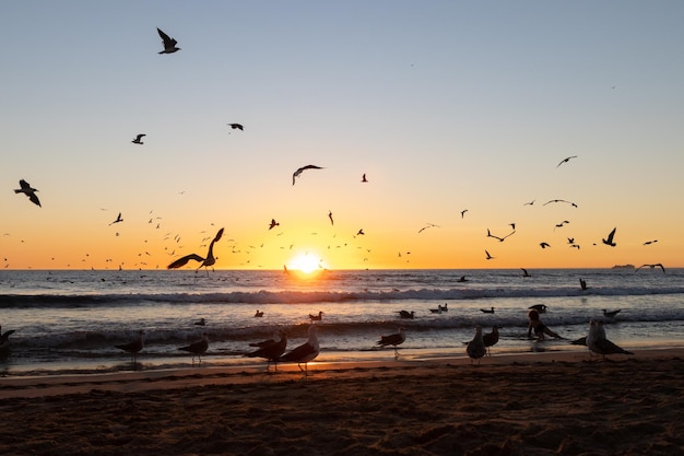 Gaivotas voando por todo o mar ao pôr do sol