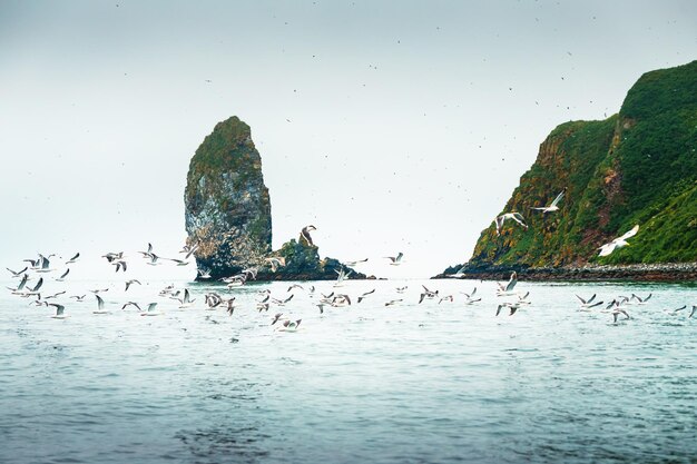 Gaivotas voando sobre a água Ilha Starichkov no Oceano Pacífico Kamchatka Rússia Pássaros nidificando nas rochas Paisagem marítima de verão