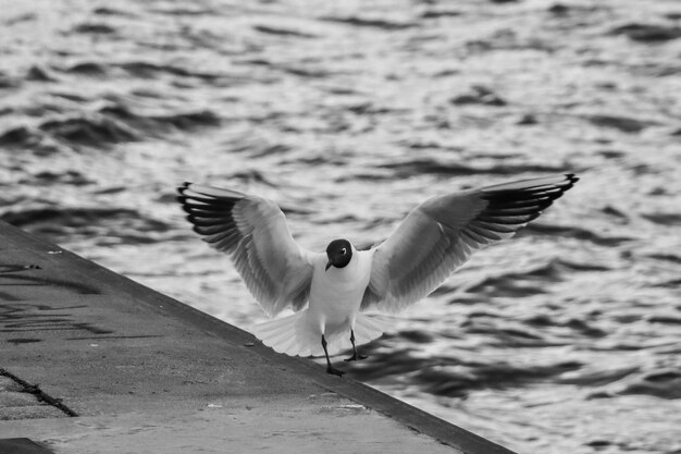 Foto gaivotas voando sobre a água