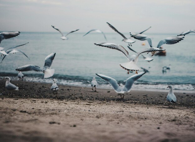 Foto gaivotas voando sobre a praia