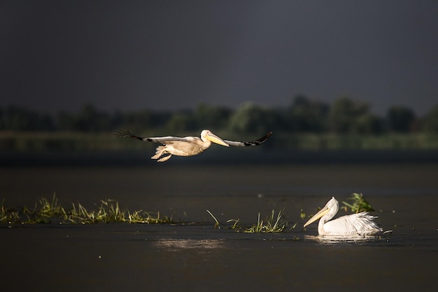 Foto gaivotas voando sobre o lago contra o céu