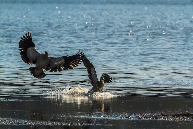 Gaivotas voando sobre o lago