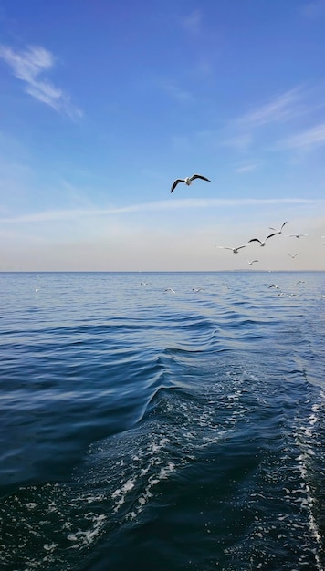 Gaivotas voando sobre o mar azul com ondas