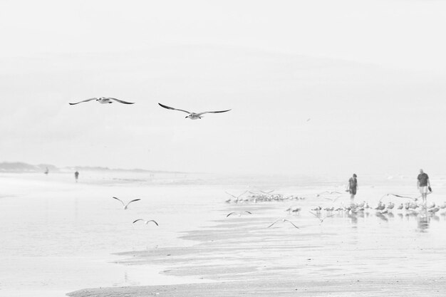 Foto gaivotas voando sobre o mar contra o céu