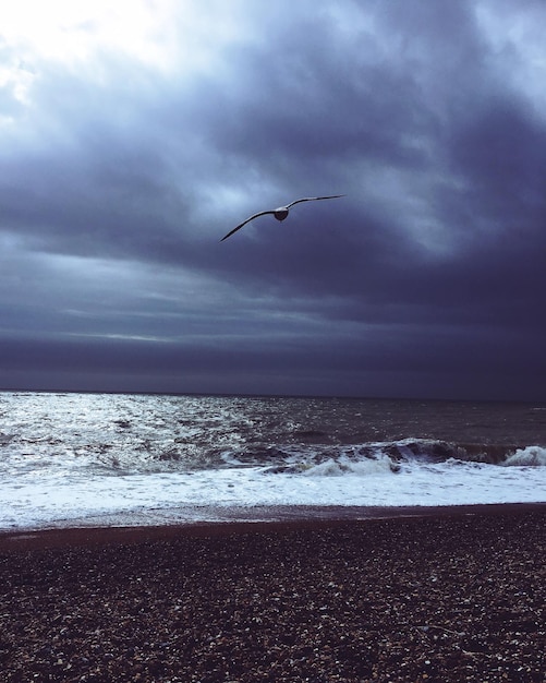 Foto gaivotas voando sobre o mar contra o céu