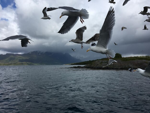 Foto gaivotas voando sobre o mar contra o céu