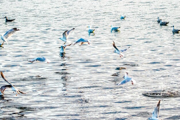 Foto gaivotas voando sobre o mar