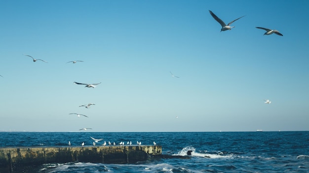 Gaivotas voando sobre o mar