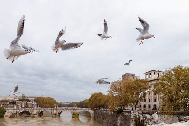 Gaivotas voando sobre o Tibre, Roma, Itália