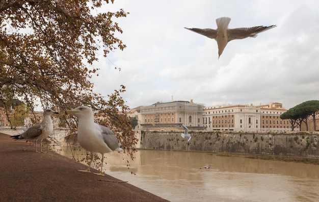 Gaivotas voando sobre o Tibre, Roma, Itália