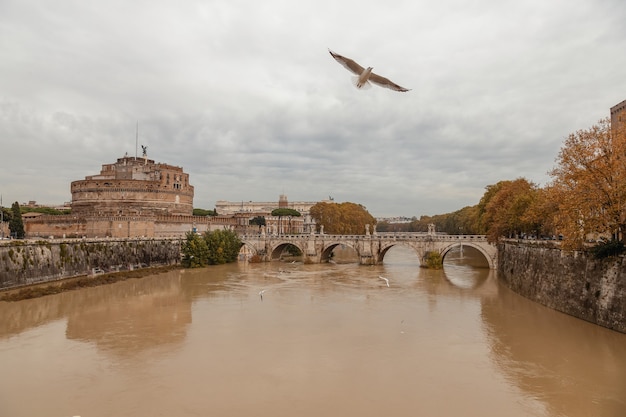 Gaivotas voando sobre o tibre roma itália