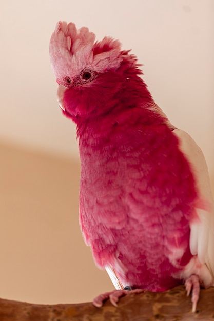 La galah (Eolophus roseicapilla), también conocida como rosa y gris, es una de las cacatúas más comunes y extendidas.