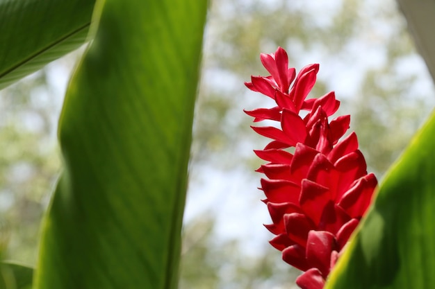 Galangal flor roja naturaleza