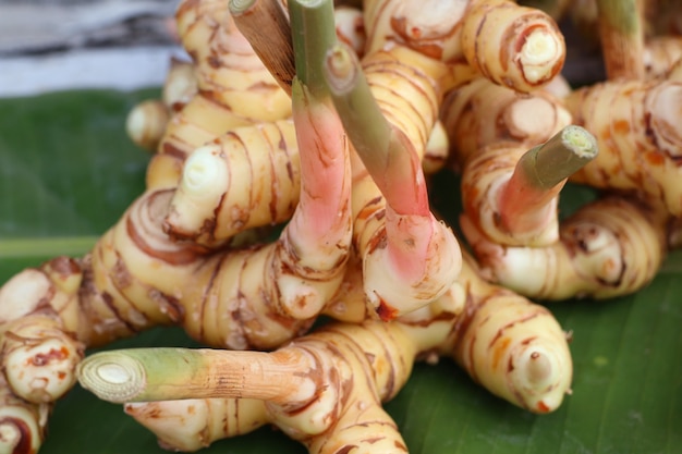 Foto galangal en el mercado