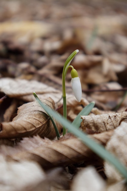 Galanthus nivalis en el bosque en estado salvaje en primavera, las campanillas florecen el enfoque selectivo