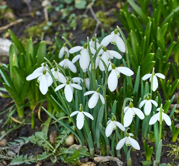 Galanthus nivalis foi descrito pelo botânico sueco Carl Linnaeus em seu Species Plantarum em 1753 e recebeu o epíteto específico nivalis que significa neve Galanthus significa com flores brancas como leite T