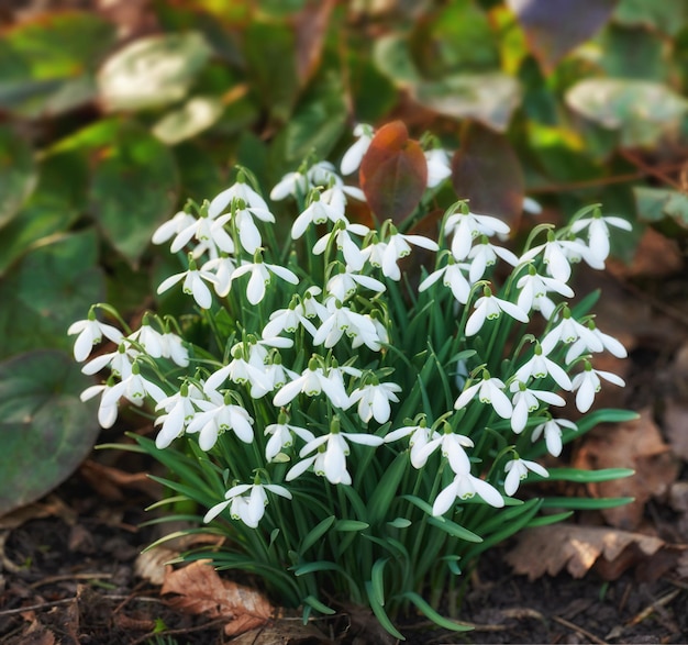 Galanthus nivalis fue descrito por el botánico sueco Carl Linnaeus en su Species Plantarum en 1753 y se le dio el epíteto específico nivalis que significa nevado Galanthus significa con flores blancas como la leche.