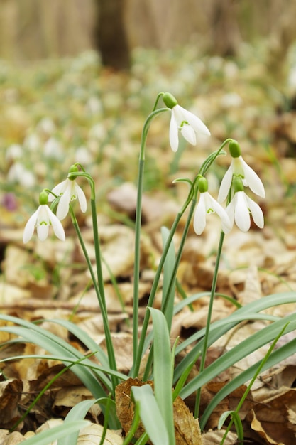 Galanthus nivalis im Wald in freier Wildbahn im Frühling blühen Schneeglöckchen mit selektivem Fokus