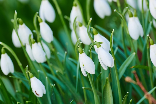 Galanthus nivalis wurde 1753 von dem schwedischen Botaniker Carl Linnaeus in seiner Species Plantarum beschrieben und erhielt den Artepitheton nivalis, was schneebedecktes Galanthus mit milchweißen Blüten bedeutet