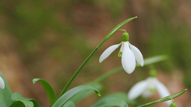 Galanthus-Schneeblümchen in Blüte am bekanntesten und am weitesten verbreitetsten in ihrer Gattung weiße Frühlingsblume