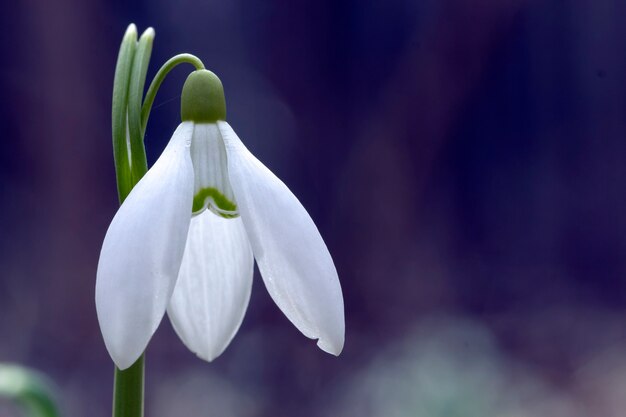 Foto galanthus schneeglöckchen, die erste blume, die im frühling blüht. ein geschenk zum valentinstag.