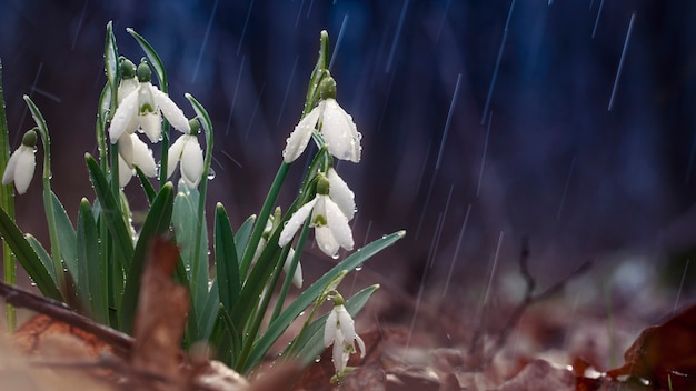 Galanthus snowdrop, a primeira flor que desabrocha na primavera.