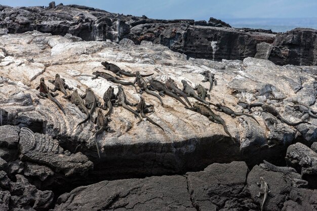 Galápagos Iguana Marinha Ilhas Galápagos