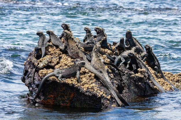 Galápagos Iguana Marinha Ilhas Galápagos