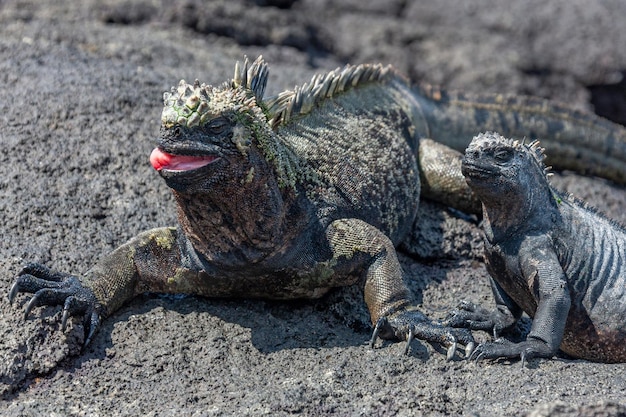 Galápagos Iguana Marinha Ilhas Galápagos