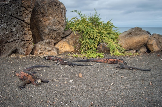 Galápagos-Leguane