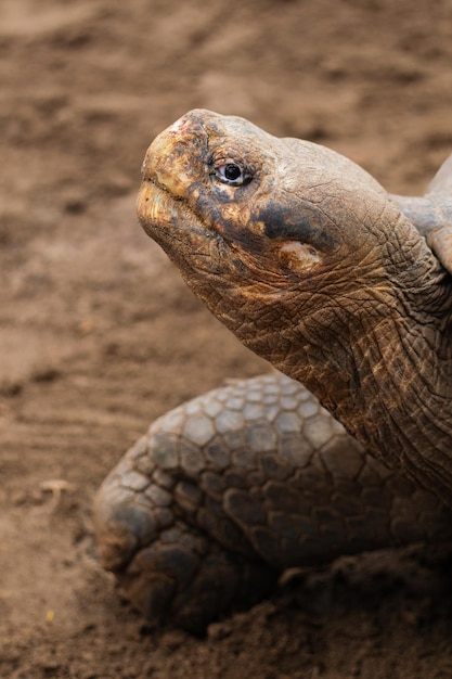 Galapagos-Riesenschildkröte