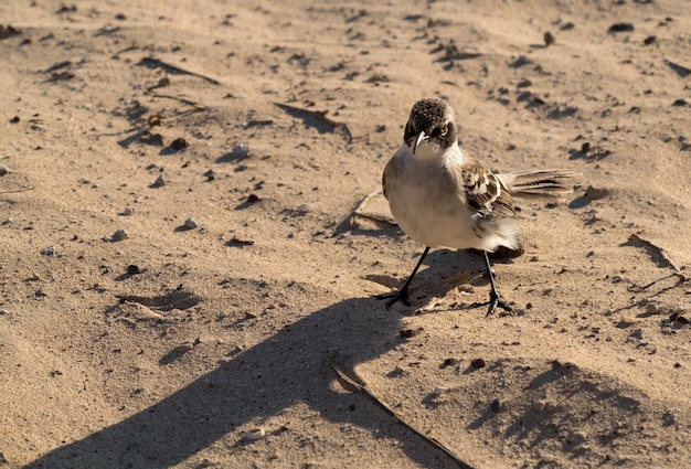 Galapagos-Spottdrossel am Strand in Inseln