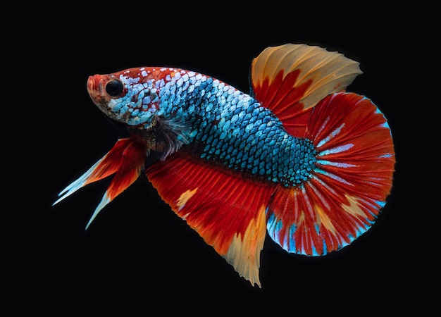 Galáxia de Koi peixe-lutador siamês extravagante de betta com fundo preto.