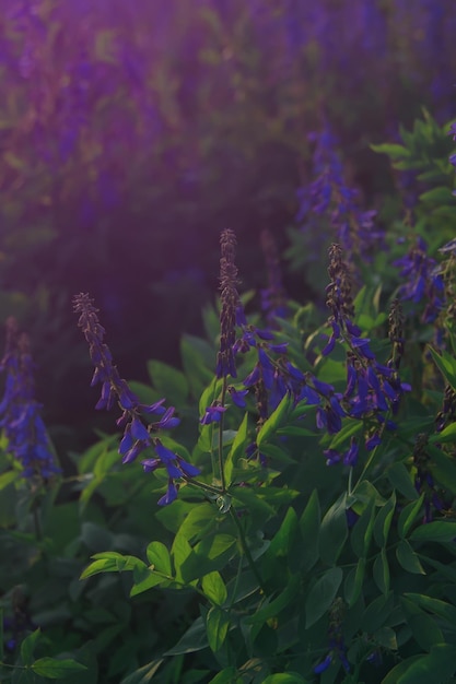 Galega officinalis (fitch italiano ou professor-erva) em flor. Lindas flores violetas em um prado de verão.