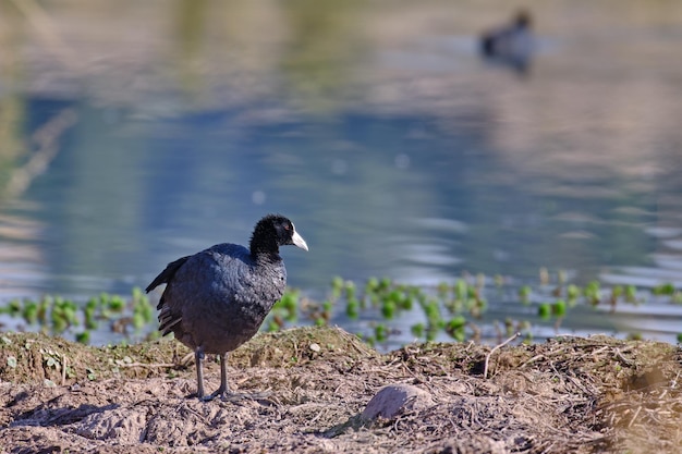 Galeirão andino fulica ardesiaca