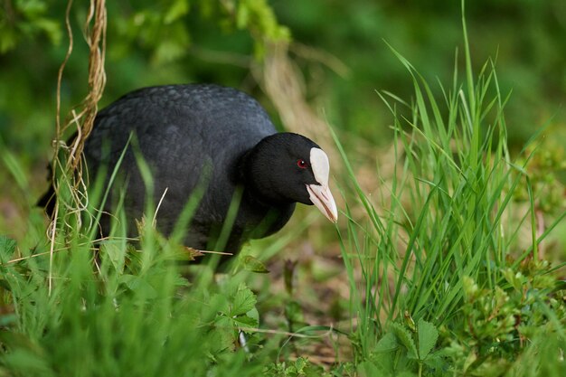 Galeirão da Eurásia Fulica atra