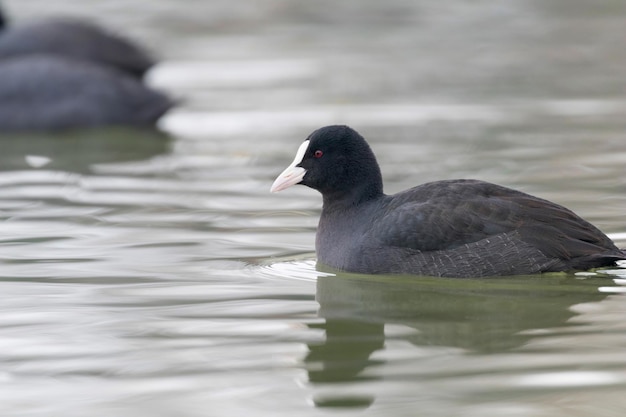 Galeirões-nadadores (Fulica atra) Close up Galeirões-euro-asiáticos