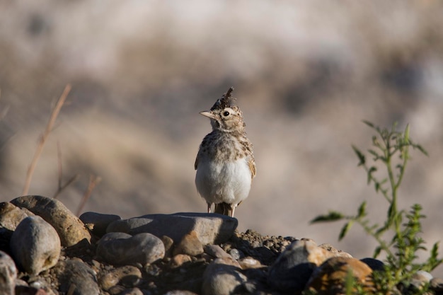 Galerida cristata - A cogujada comum é uma espécie de ave da família Alaudidae.